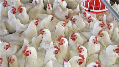 سعر الفراخ والبط اليوم السبت فى الاسواق