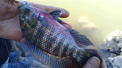 البلطي يبدأ من 40 جنيه تعرف على اسعار كل انواع السمك اليوم السبت