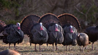 كيلو الرومي البلدي 75 جنيه اسعار الفراخ والارانب اليوم السبت