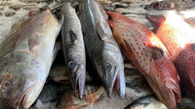 اسعار السمك فى سوق العبور اليوم الاحد