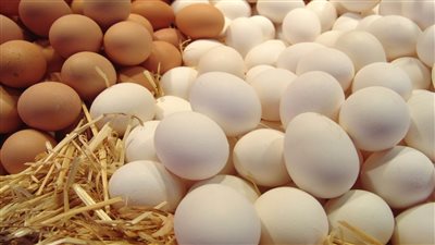 اسعار البيض الابيض والاحمر والبلدي