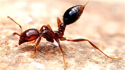اسهل 3 طرق طبيعيه للتخلص من النمل فى المنزل