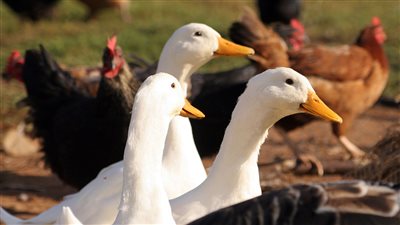 اسعار الفراخ والبيض والبط بالاسواق اليوم