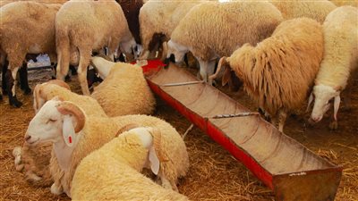 اسعار الاضاحي الخراف والبقرى والجاموسي