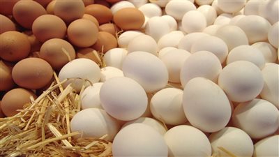 اسعار كرتونه البيض الابيض والاحمر والبلدي