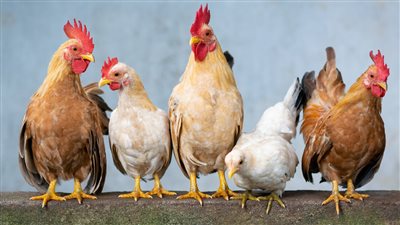 اسعار الفراخ بعد ان عاودت الارتفاع اليوم