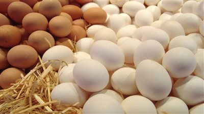 اسعار كرتونه البيض بجميع انوعها اليوم فى الاسواق