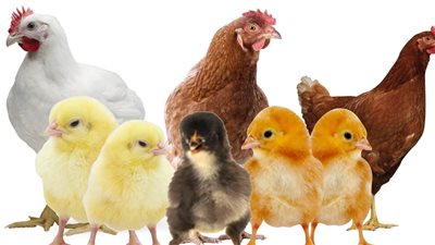 أسعار منتجات الدواجن اليوم 24 مايو فى مصر