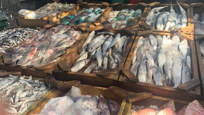 اسعار السمك اليوم فى سوق العبور بكل انواعه