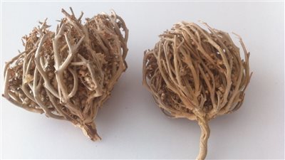 جوزك مش هينزل من البيت فوائد فوق الخيال لعشبة كف مريم للنساء