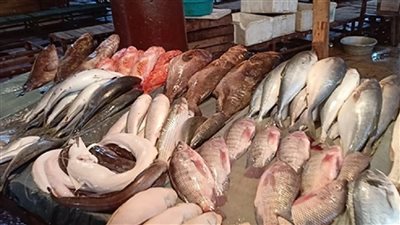 قائمة بأسعار الاسماك والجمبري في الاسواق اليوم سعر البلطي مفاجأة