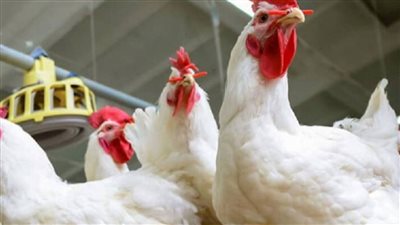 أسعار منتجات الدواجن اليوم الجمعة 27 مايو 2022 في مصر