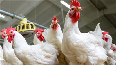 وسط توقعات بإنخفاضها ننشر أسعار الدواجن ومنتجاتها الجمعة 27 مايو 2022