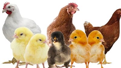 أسعار الدواجن فى مصر اليوم 28 مايو 2022