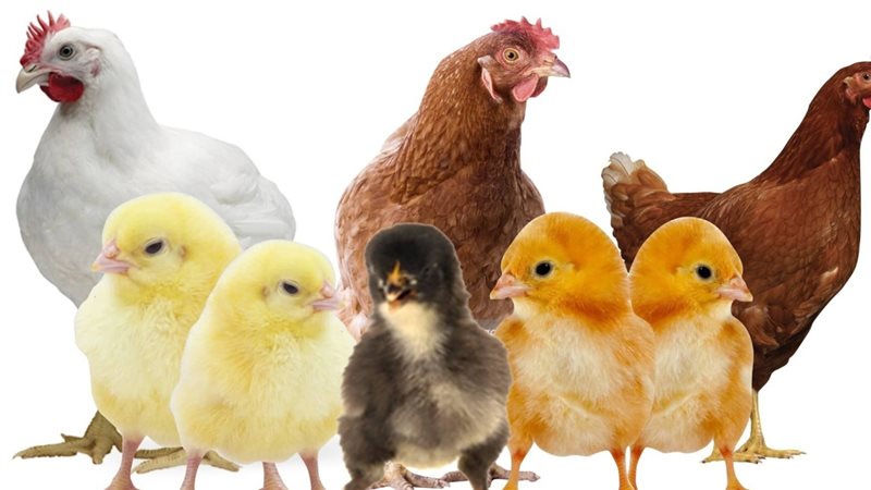 الحق والضلال