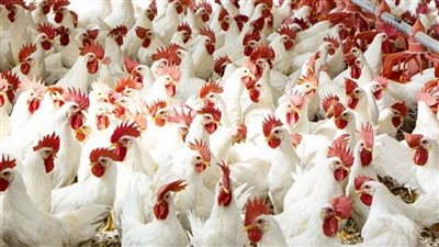 البانية فاجئ الجميع بأسعاره أسعار الدواجن البيضاء والحمراء اليوم الأحد