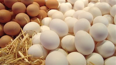 سعر البيض اليوم 29 5 2022