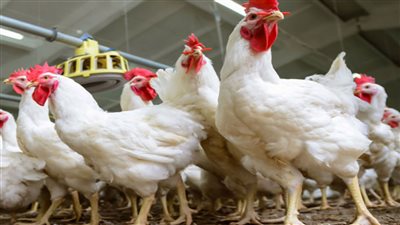 أسعار الدواجن اليوم الأحد 29 5 2022