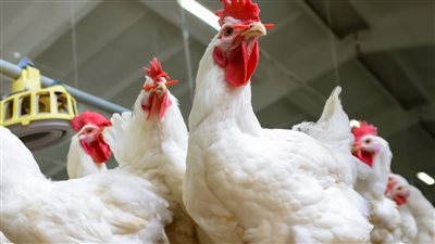 ننشر أسعار الدواجن ومنتجاتها في مصر اليوم 30 مايو 2022