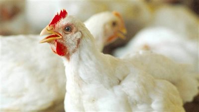 أسعار الدواجن ومشتقاتها في مصر اليوم 31 مايو 2022