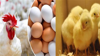 أسعار منتجات الدواجن اليوم الثلاثاء 31 مايو 2022