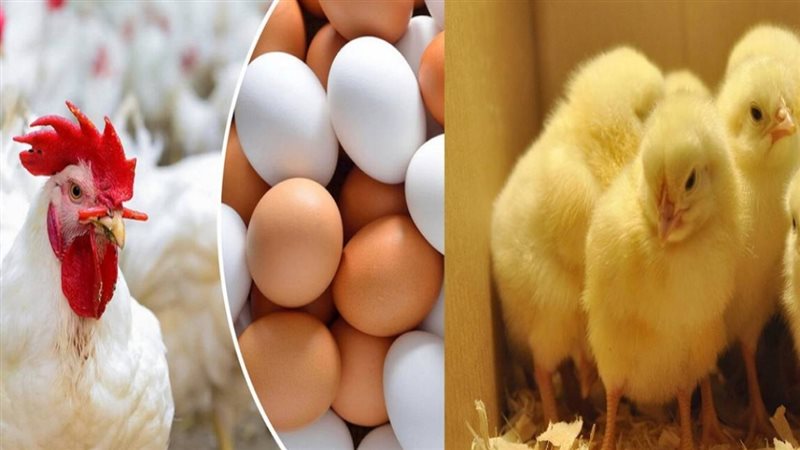 الحق والضلال