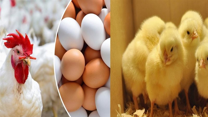 الحق والضلال