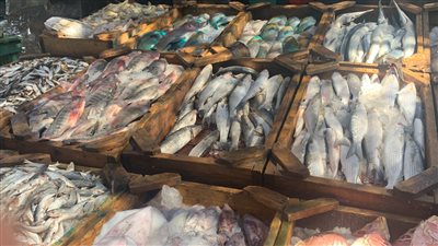 أسعار الأسماك في مصر اليوم الخميس 2 يونيو 2022