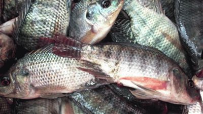 بعد انتشار فيدو ديدان الاسماك طبيب يحذر المواطنين منها على الصحة