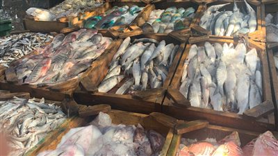 سعر السمك اليوم السبت 4 يونيو 2022 بالأسواق المصرية