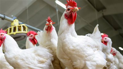 ننشر أسعار الدواجن ومنتجاتها اليوم 4 يونيو 2022