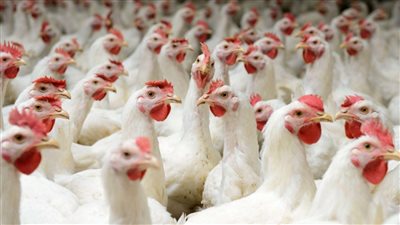 اسعار الفراخ والبط والرومي اليوم السبت