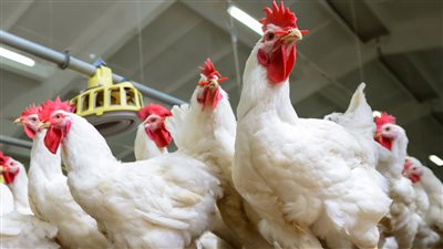 أسعار الدواجن اليوم 5 يونيو 2022 ومشتقاتها في الأسواق المحلية