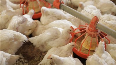 الفراخ راكبه الصاروخ بزياده جديده اليوم فى سعر الكيلو