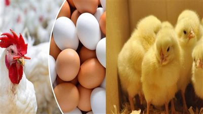 اسعار الفراخ والبيض اليوم الاثنين 6 يونيو 2022 فى مصر