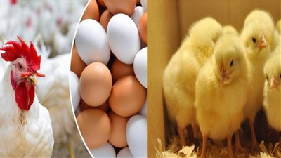 زيادة أسعار الفراخ صباح اليوم الإثنين السادس من يونيو 2022