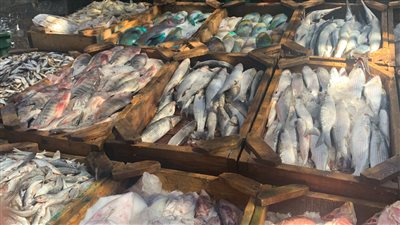 بين صعود وهبوط أسعار السمك فى مصر اليوم الاثنين 6 يونيو 2022