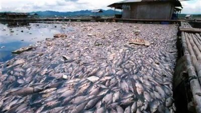 اول تحرك بعد انتشار فيديو خروج ديدان من سمك النيل الصاحي