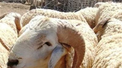 إجازات شهر يوليو 2022 موعد إجازة عيد الأضحى للقطاعين الخاص والحكومي