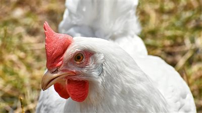 أسعار الدواجن ومنتجاتها في السوق المحلية اليوم 8 يونيو