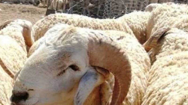 الحق والضلال