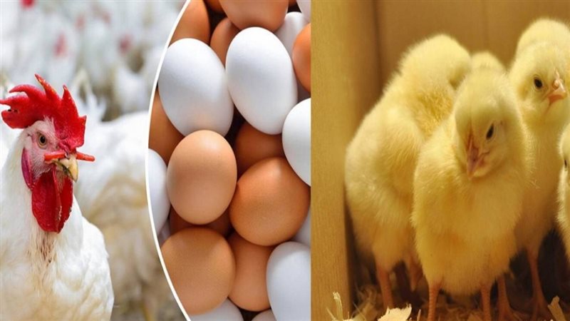 الحق والضلال