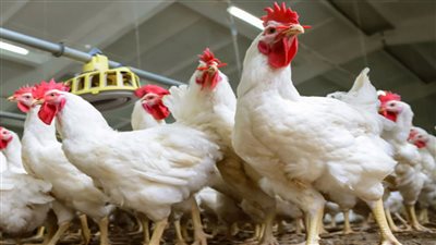 أسعار الفراخ اليوم الخميس 9 يونيو 2022 فى مصر