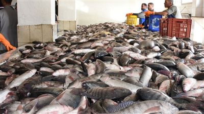 انخفاض البلطي أسعار السمك والمأكولات البحرية في سوق العبور واسواق التجزئة