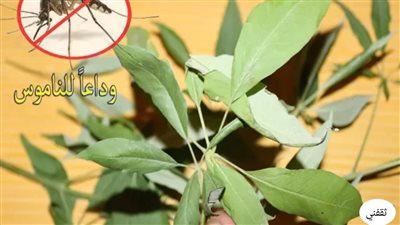 ازرع نعناع فى بيتك و انسى الناموس أفضل طريقه طبيعيه للتخلص من الناموس