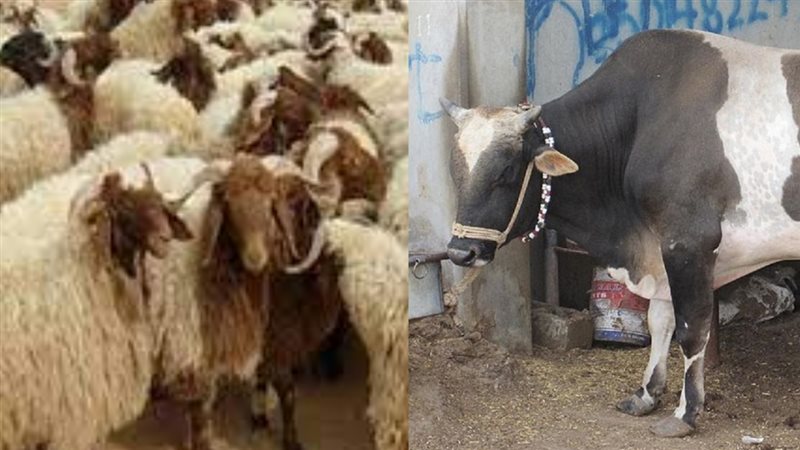 الحق والضلال