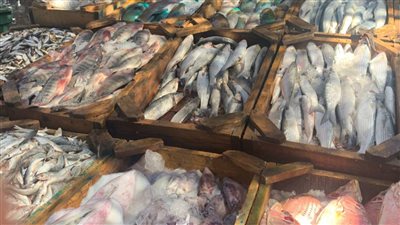اسعار السمك اليوم الجمعه 10 6 2022 فى سوق العبور