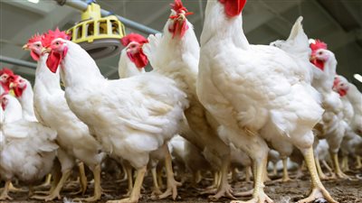 اسعار الفراخ والبط والرومي اليوم الجمعه 10 6 2022