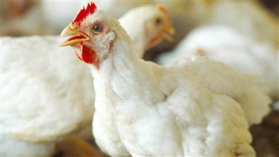 أسعار الفراخ في مصر اليوم الجمعة 10 يونيو 2022