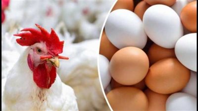 أسعار الفراخ اليوم السبت 11 يونيو 2022 فى مصر